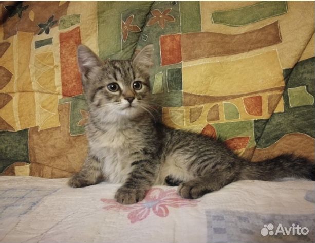 Малыши ищут семью