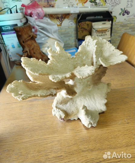 Огромный коралл