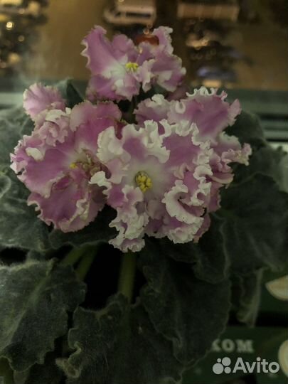 Фиалка, отросток