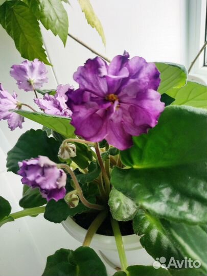 Взрослые сортовые фиалки