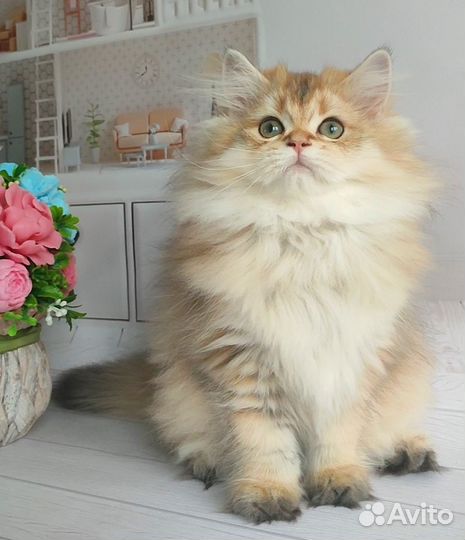 Настоящее золото