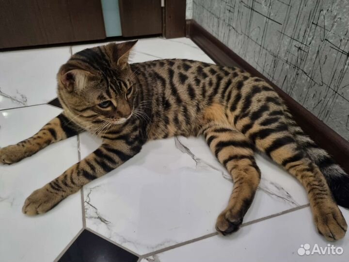 Кот на вязку