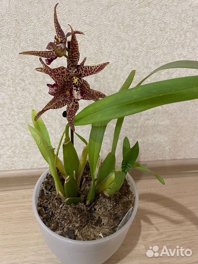 Орхидея камбрия