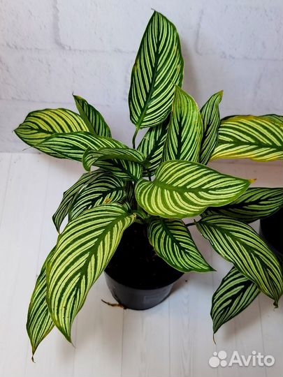 Калатея Орната Эллиптика Витата