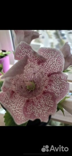 Глоксиния импресс Красные Чернила