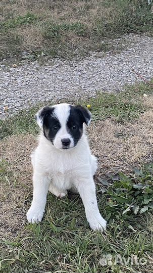 Дворняжка маленькая