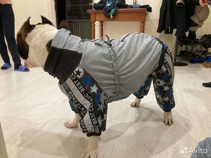 Шью на заказ одежду для собак