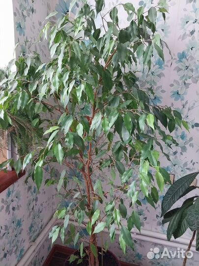 Фикус бенджамина большой