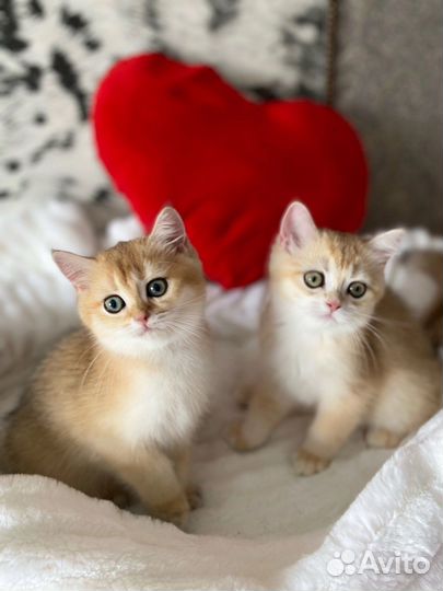 Котята золотой британской шиншиллы