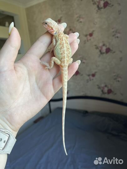 Агама самка