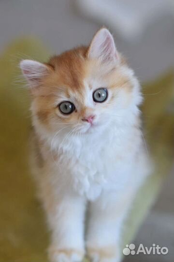 Золотая шиншилла