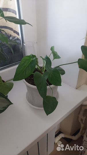 Комнатные цветы