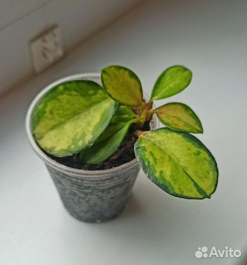 Хойя аустралис Лиза