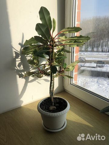 Молочай (пальма)