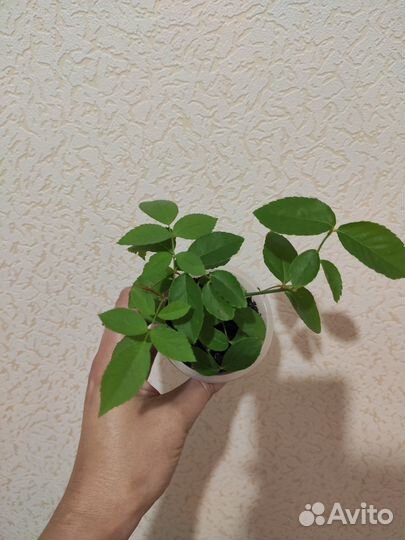 Комнатная роза сорт Бенгальская розовая