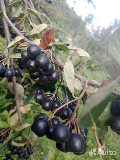 Яблоки, тыква, черноплодная рябина, калина