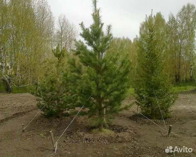 Крупномер сосны