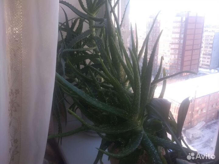 Алоэ лечебный