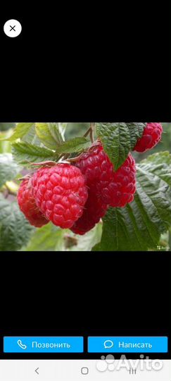 Саженцы малины Полька (10 кустов)