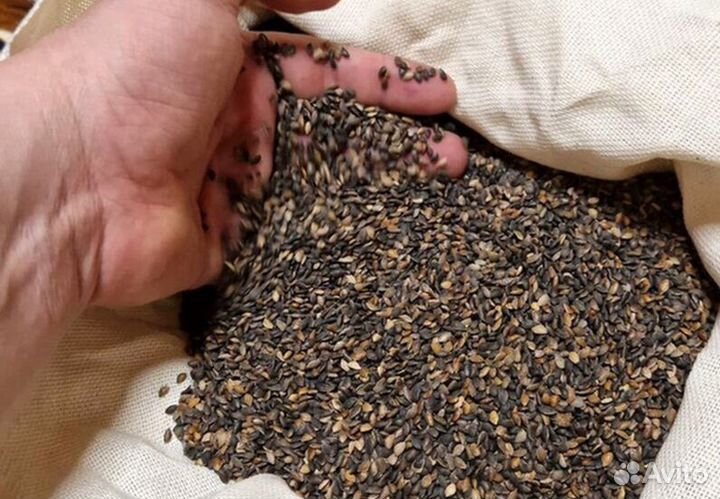 Семена / Ель обыкновенная