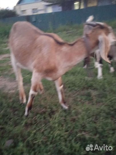 Дойные нубийские козы и зааненка