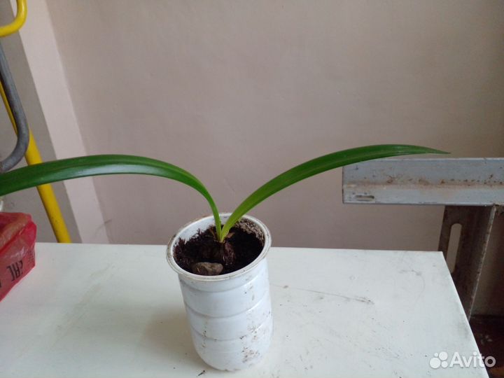 Гиппиаструм