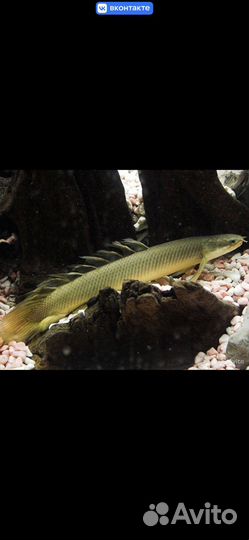 Полиптерус Сенегальский