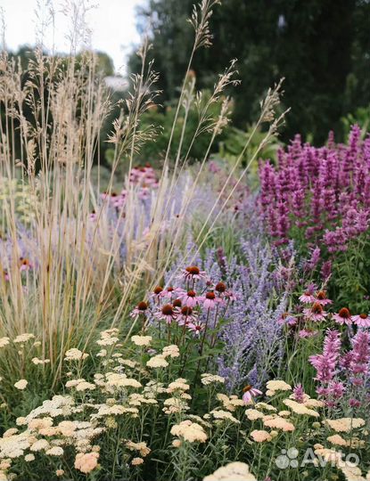 Многолетники для сада цветы в P9