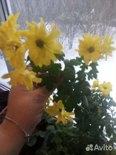 Хризантэмы