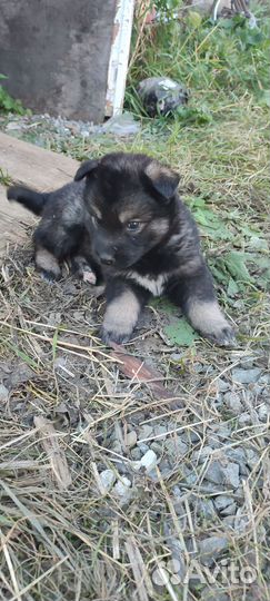 Собака в добрые руки отдам бесплатно