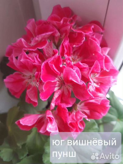 Пеларгония герань сортовая