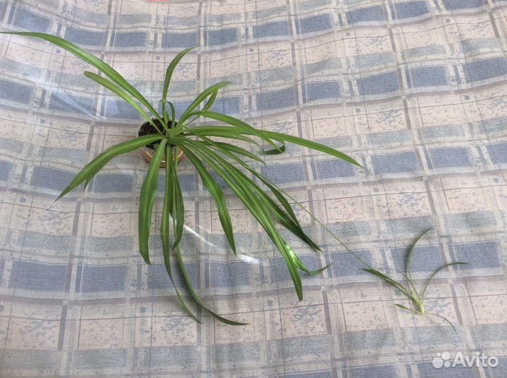 Хлорофитум. Цветы комнатные