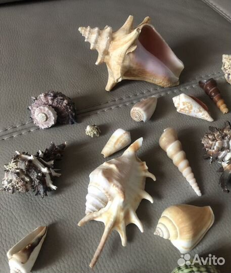 Морские ракушки/ океанские раковины