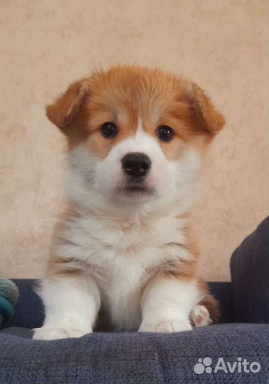 Вельш-корги пемброк