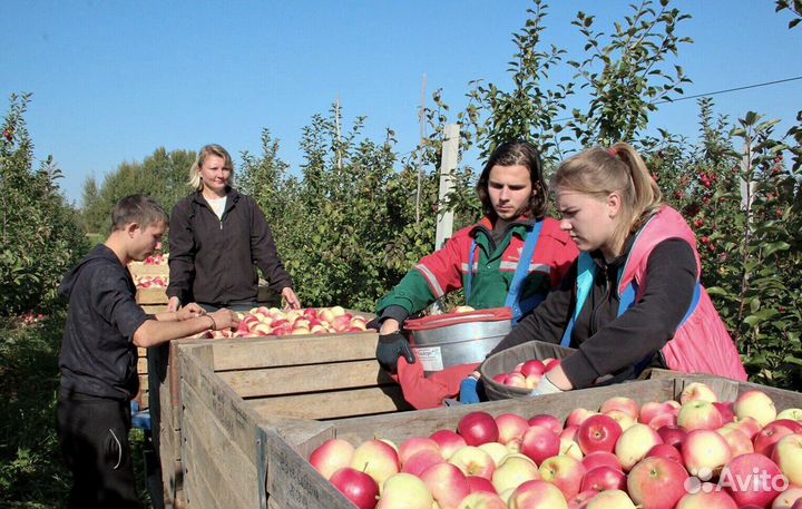 Сборщик вахта