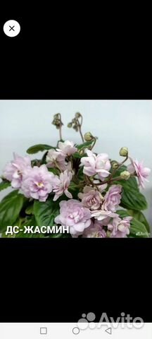 Фиалка DS-Жасмин, стандартный трейлер купить в Санкт-Петербурге ...