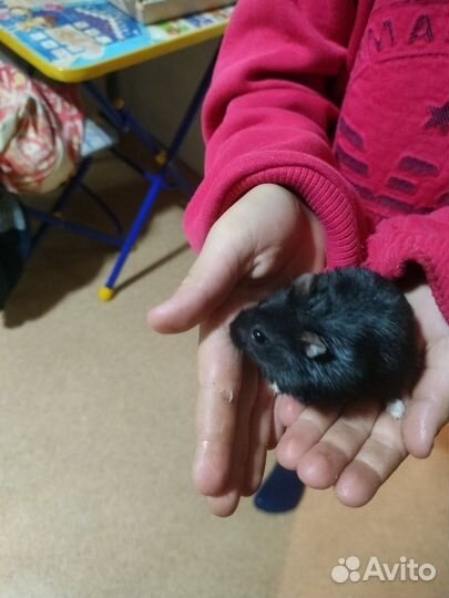 Хомяки джунгарики с клеткой