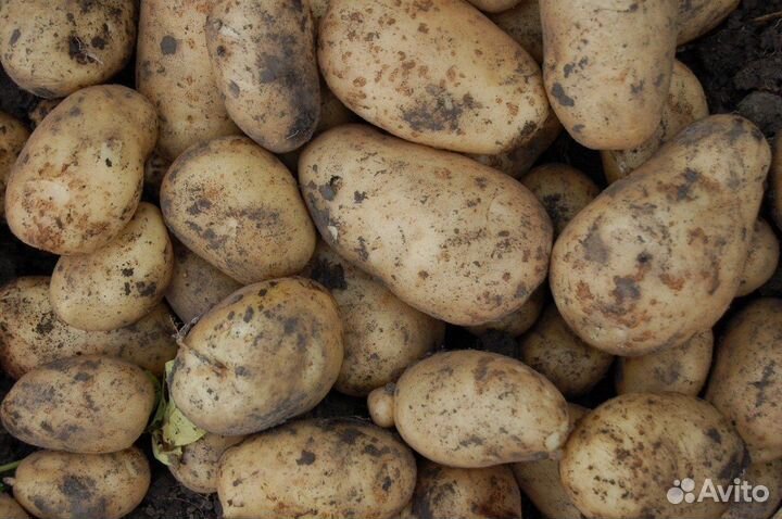 Продам картофель