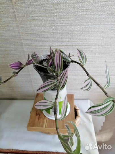 Домашние цветы