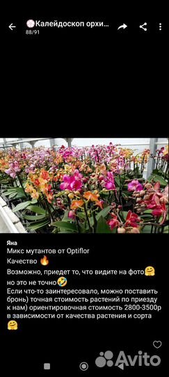 Орхидеи приход в конце сентября