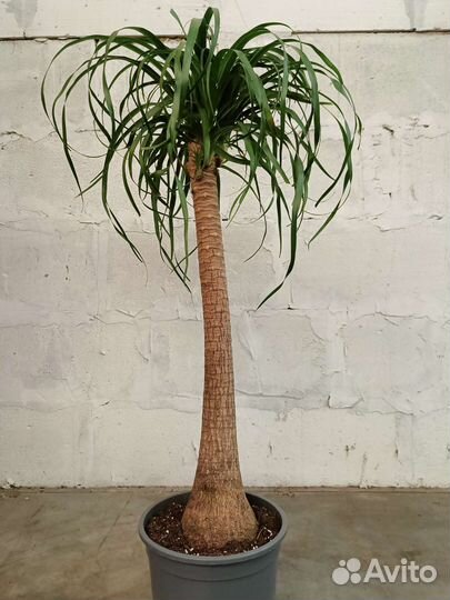 Нолина штамбовая