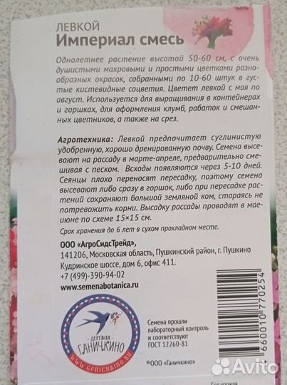 Левкой рассада