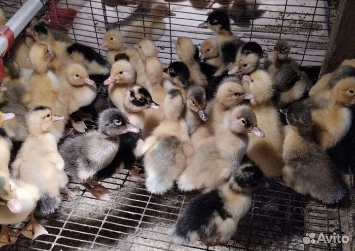 Суточные утята Башкирские, Фаворит