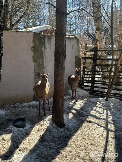 Продаются самки оленя