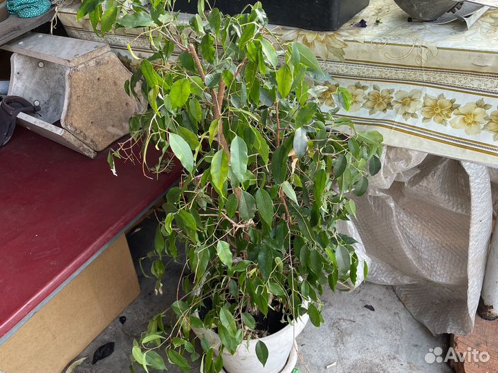 Комнатные растения фикус