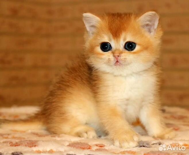Котенок британская золотая шиншилла