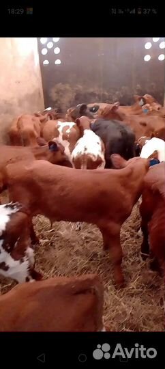 Телята бычки