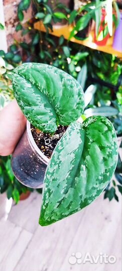 Сциндапсус Сплеш Блю (Splash Blue)