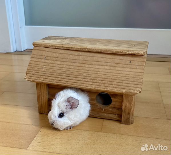 Домик для грызунов