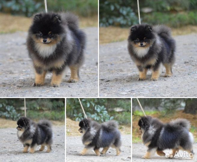 Девчонки и мальчишки шпица